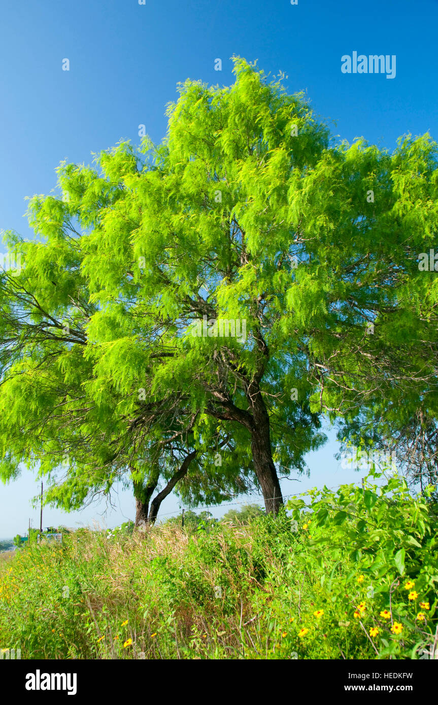 Mesquite, Live Oak County, Texas Stock Photo Alamy