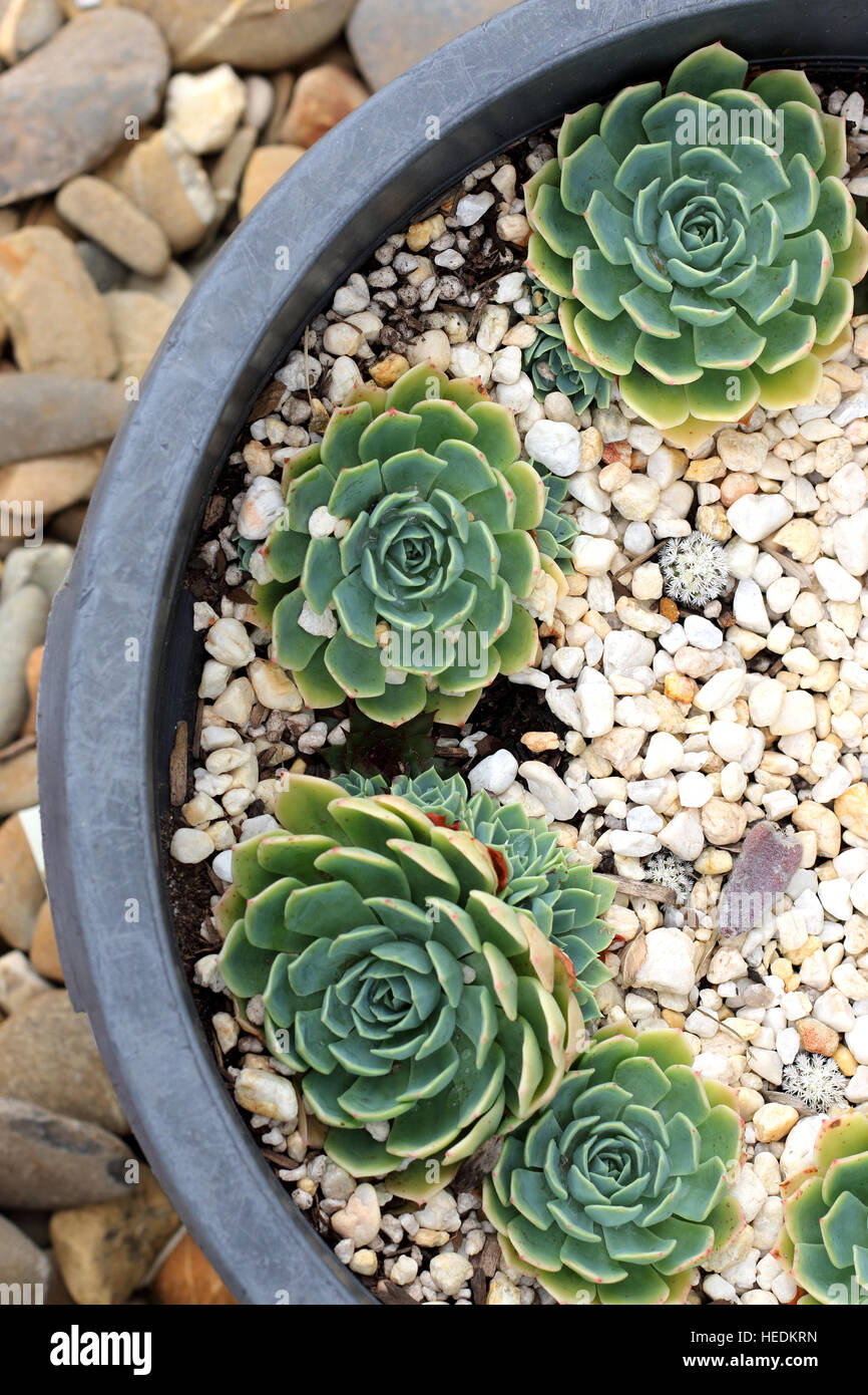 Close up  Echeveria glauca or known as Aeonium or known as Green Rose succulent growing in a pot with gravel Stock Photo