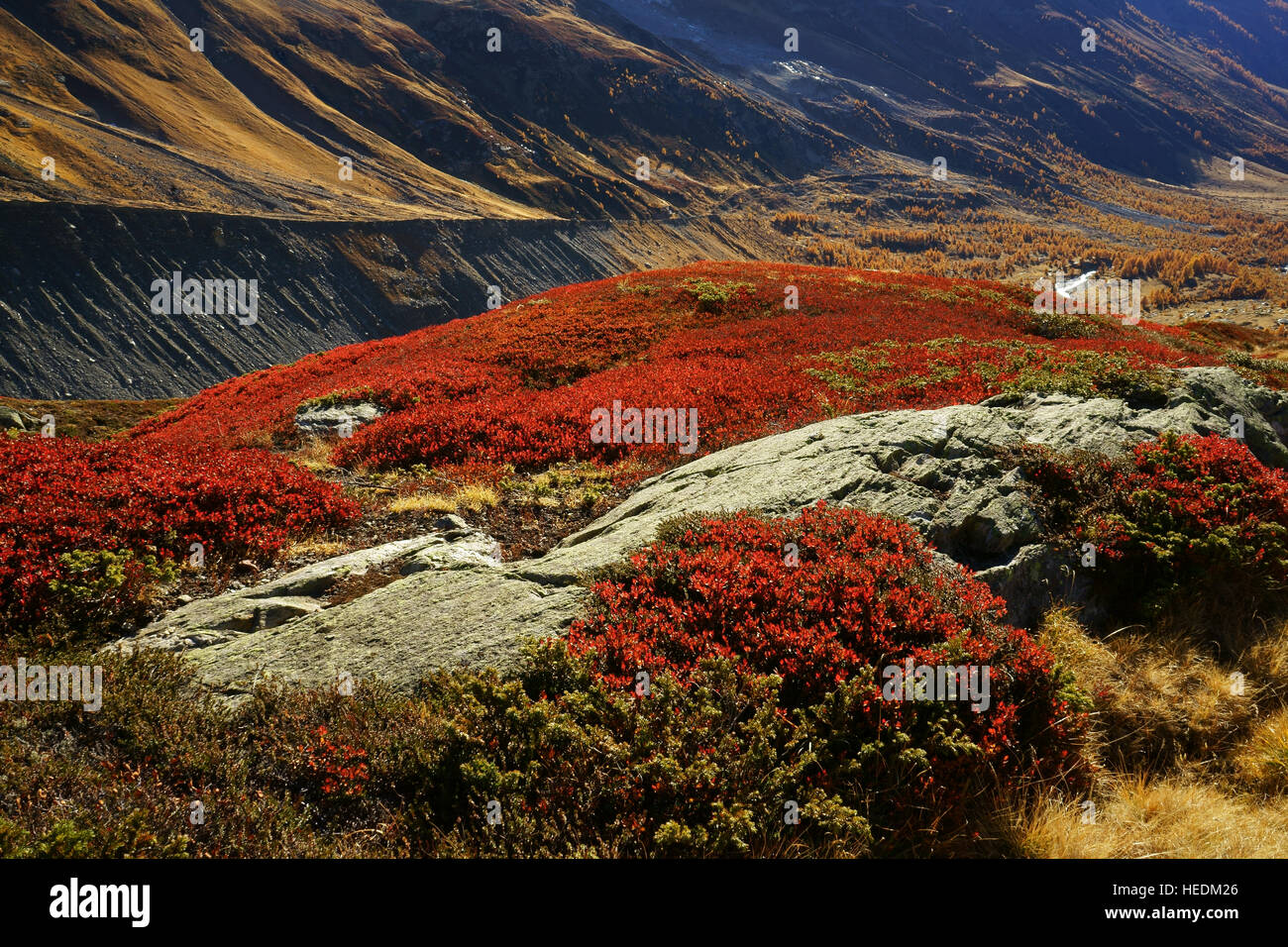 Fall colors on alpine tundra, red blueberries, yellow larch trees. Lötschental, Swiss alps, Valais, Switzerland Stock Photo