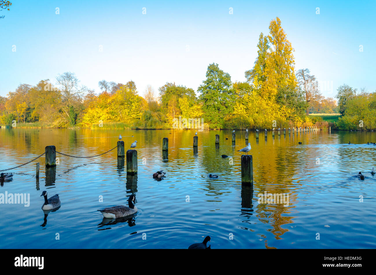A peaceful day with the birds of Hyde Park Stock Photo