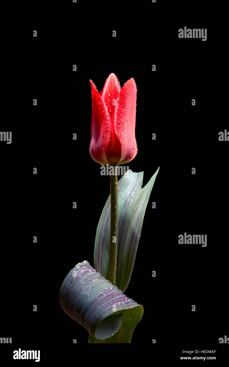 Greigii (Kaufmannia) type tulip 'Red Riding Hood' Stock Photo