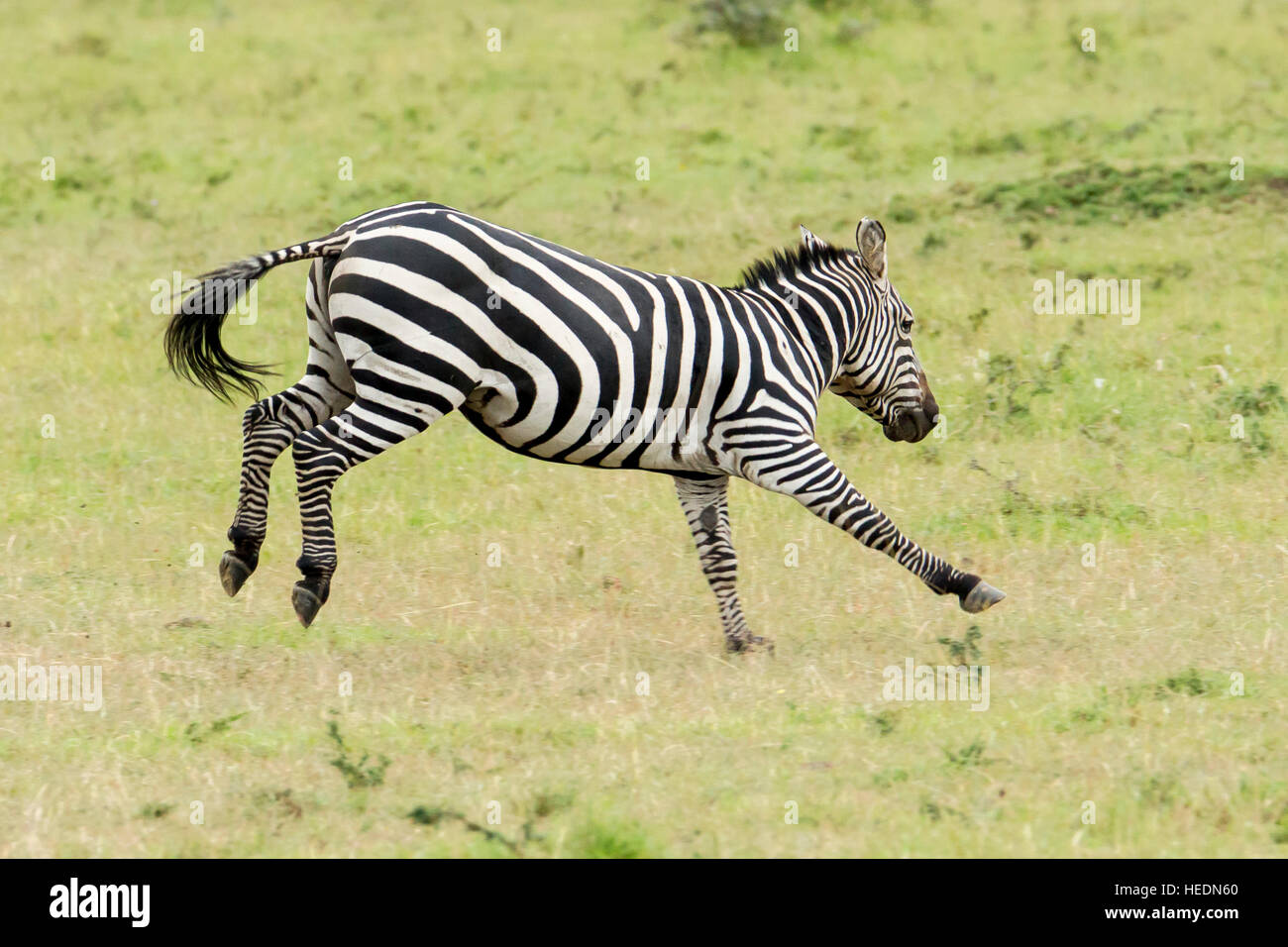 Plains or Common zebra, a male jumping in the foreground, Mara Naboisho