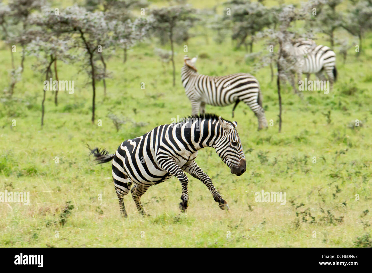 Zebra jumping wildlife africa hires stock photography and images Alamy
