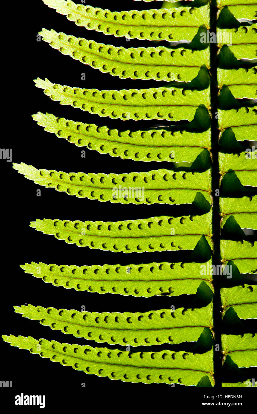 Green fern Stock Photo