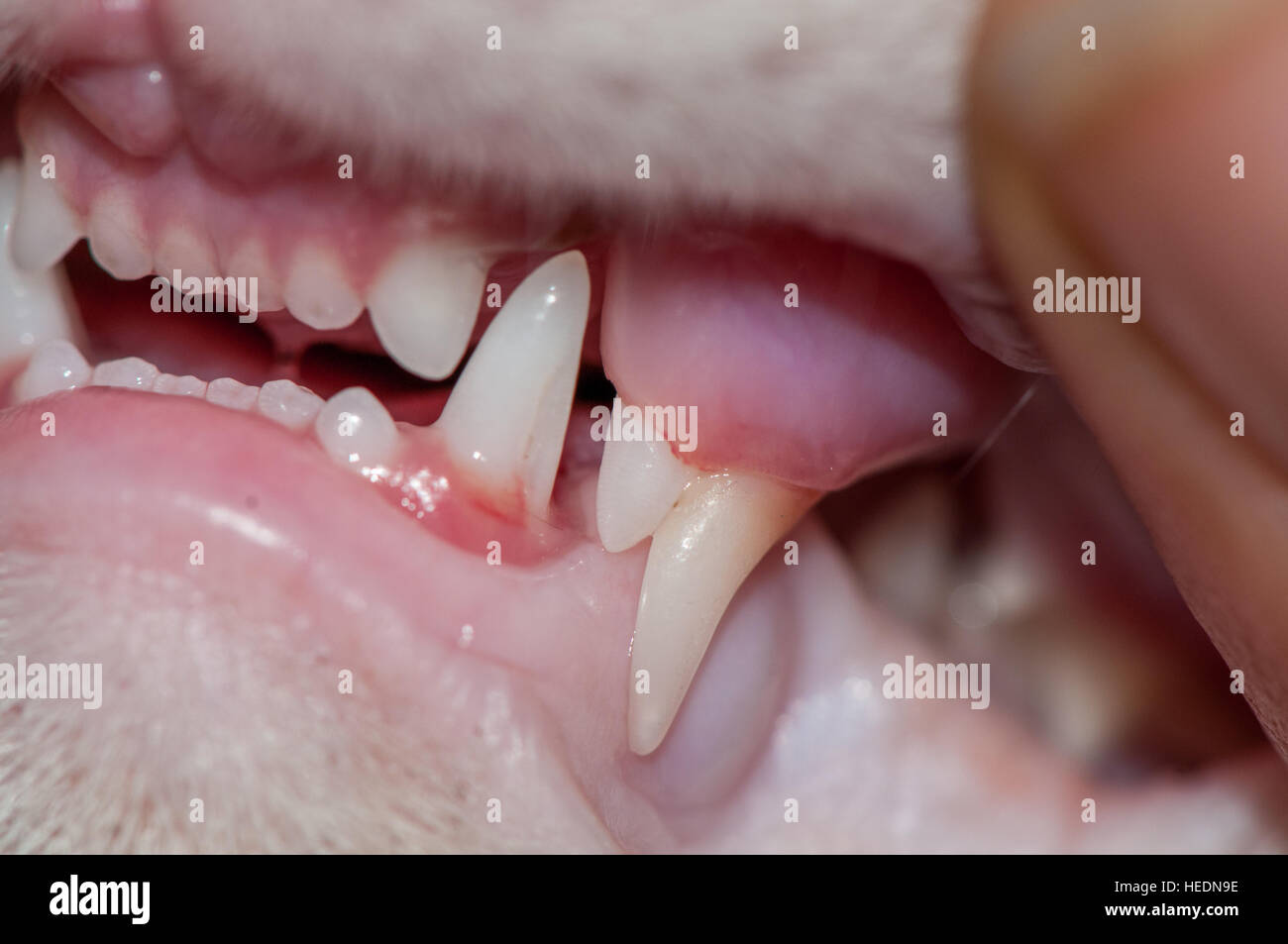 Cat changing his baby teeth, he has both the new one and the old one
