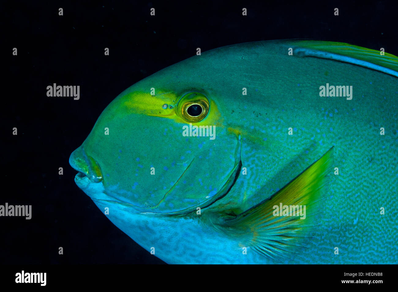 Eyestripe surgeonfish in Bali Stock Photo