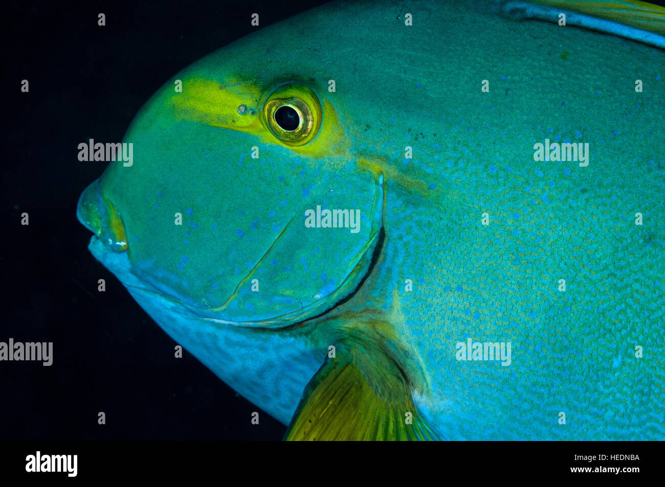 Eyestripe surgeonfish in Bali Stock Photo