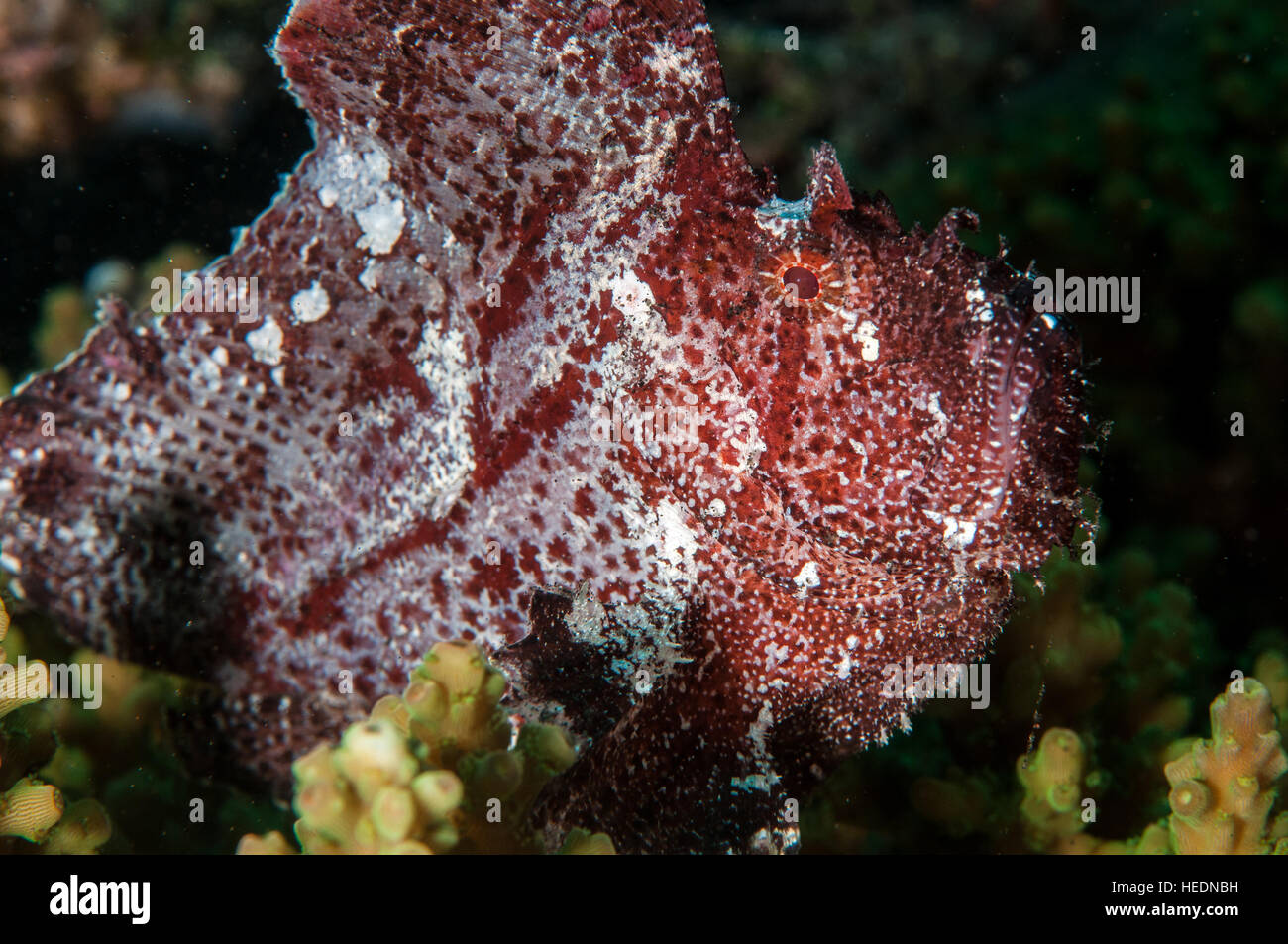 scorpionfish in Bali Stock Photo