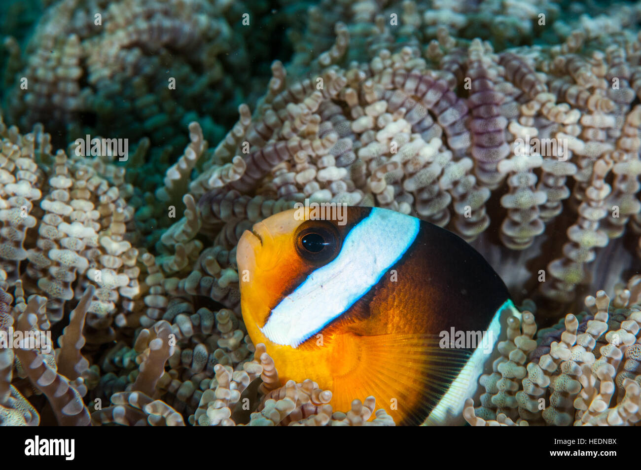 Amphiprion clarkii in Bali Stock Photo