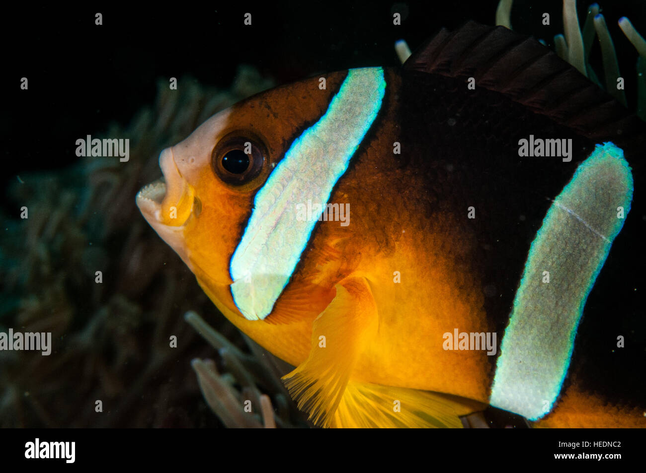 Amphiprion clarkii in Bali Stock Photo