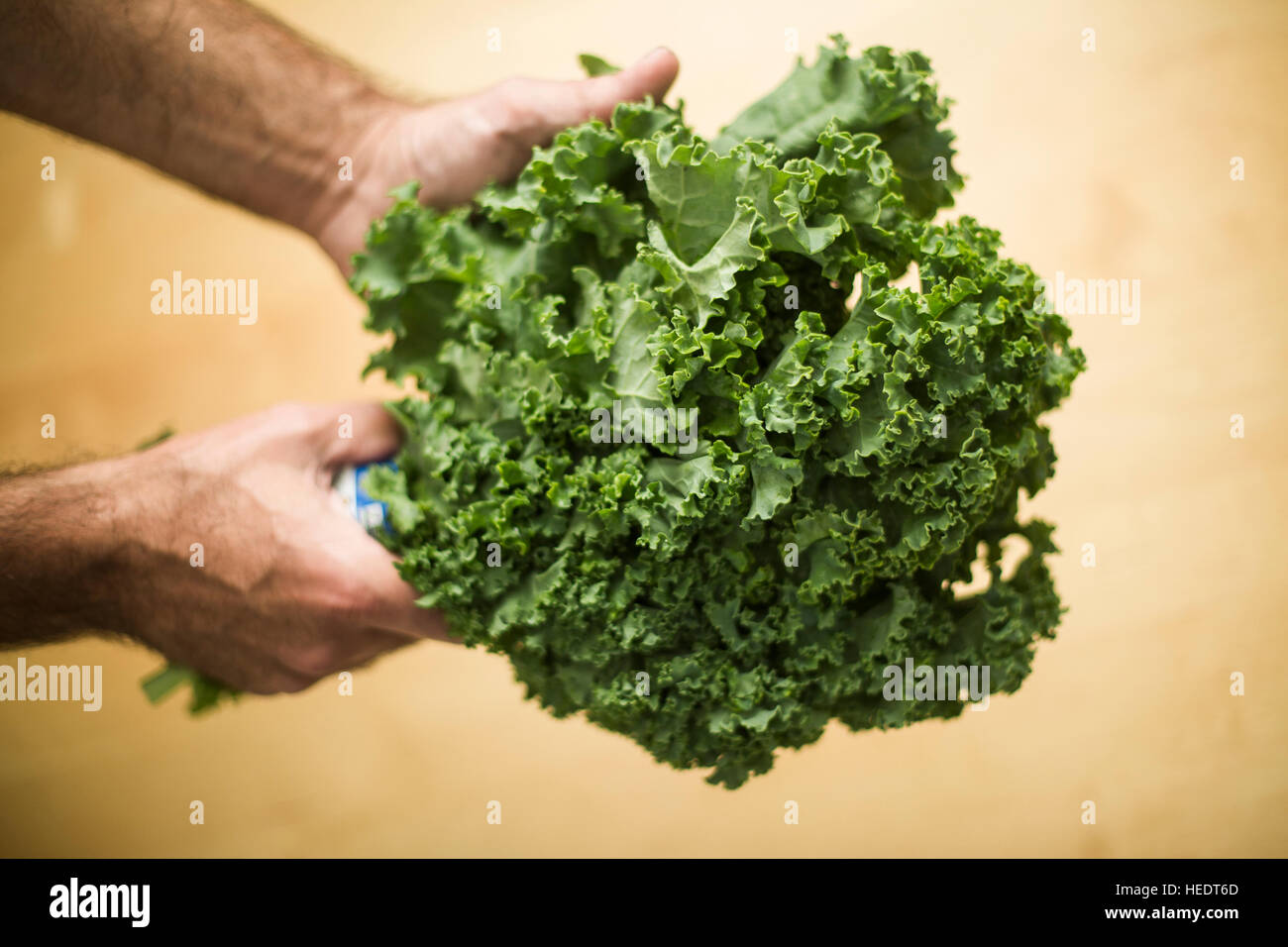 an organic bunch of kale held with two hands Stock Photo