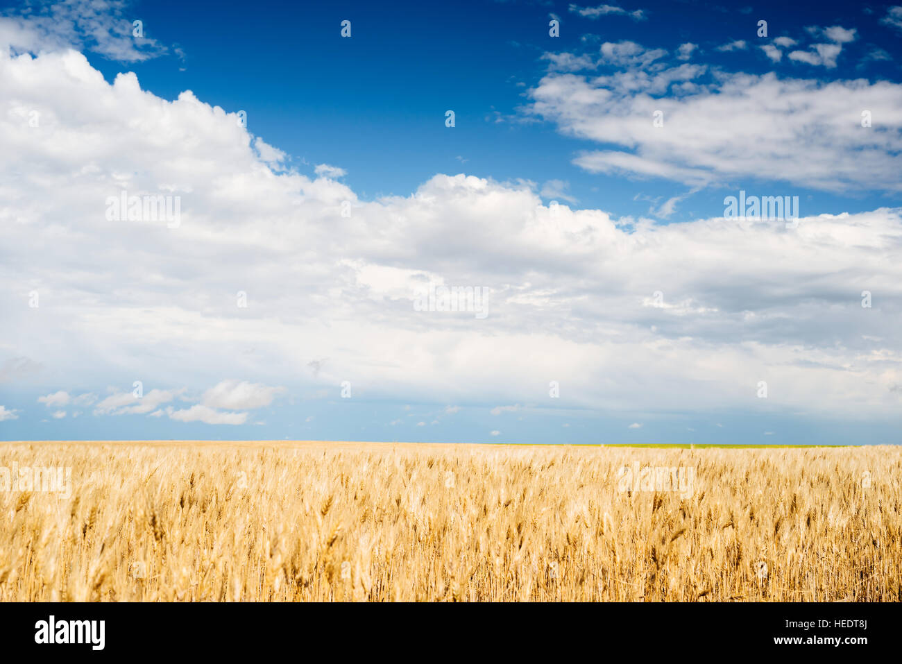 A field of wheat in rural Saskatchewan, Canada Stock Photo Alamy