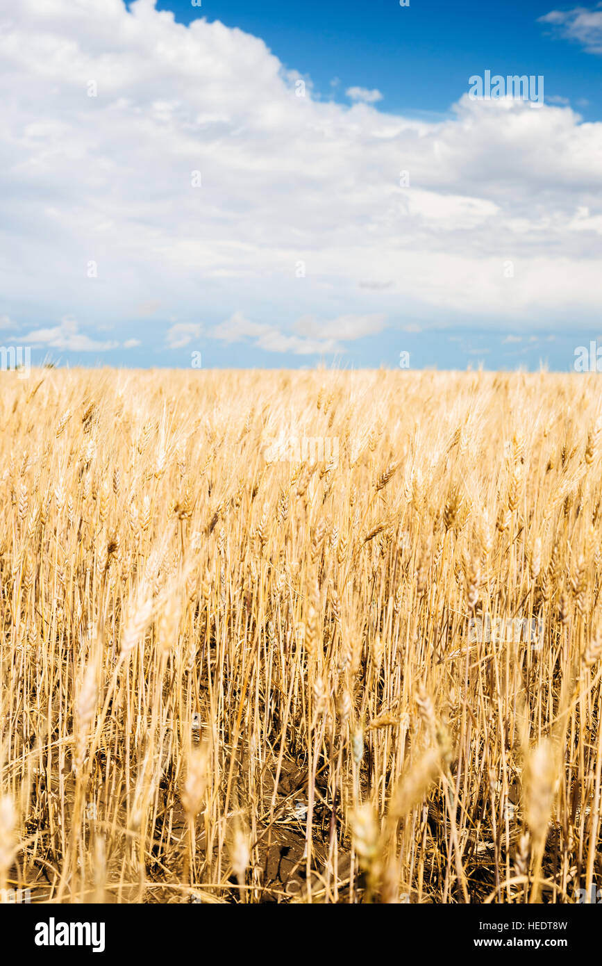 A field of wheat in rural Saskatchewan, Canada Stock Photo Alamy