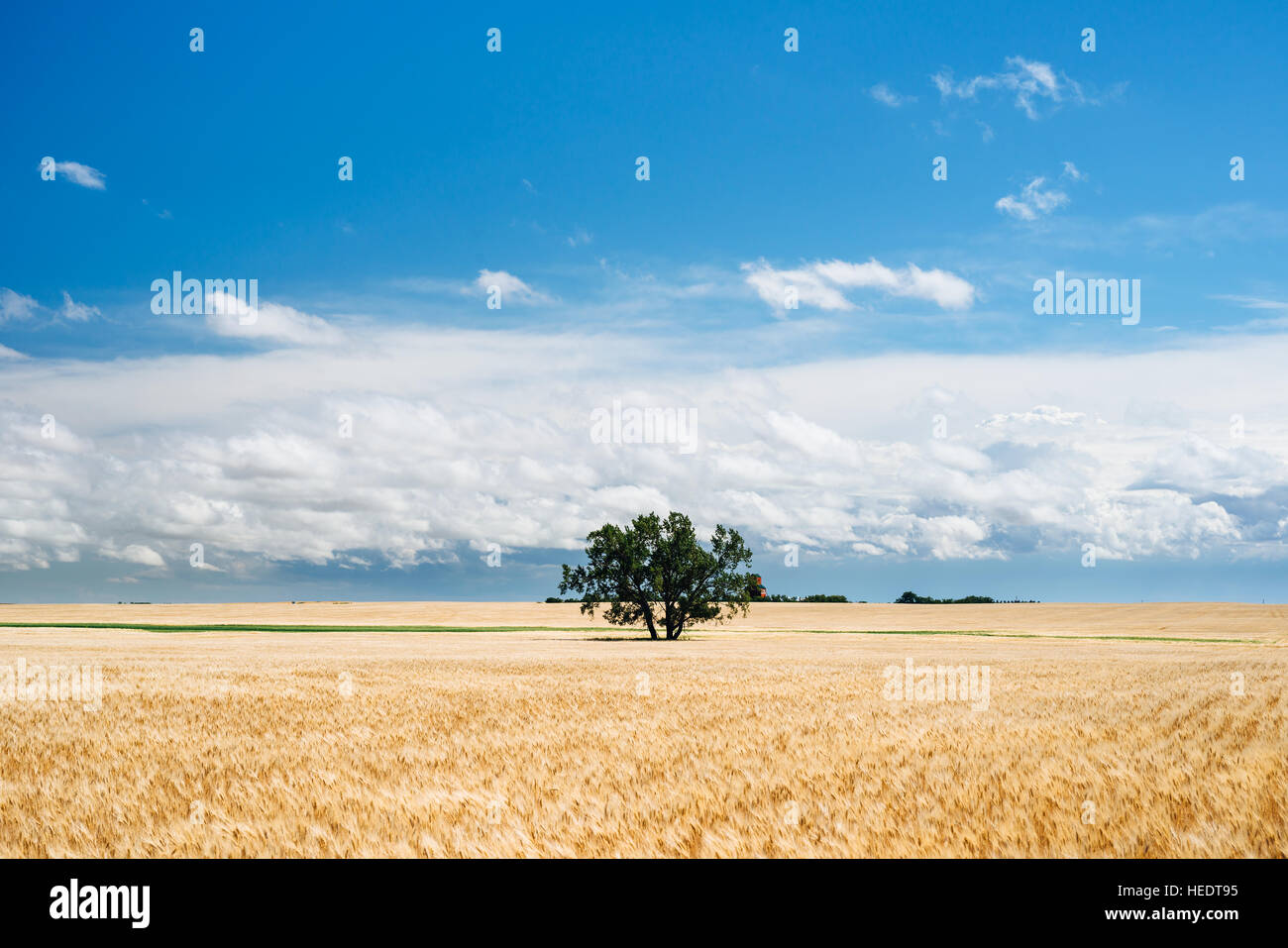 Saskatchewan wheat field hires stock photography and images Alamy