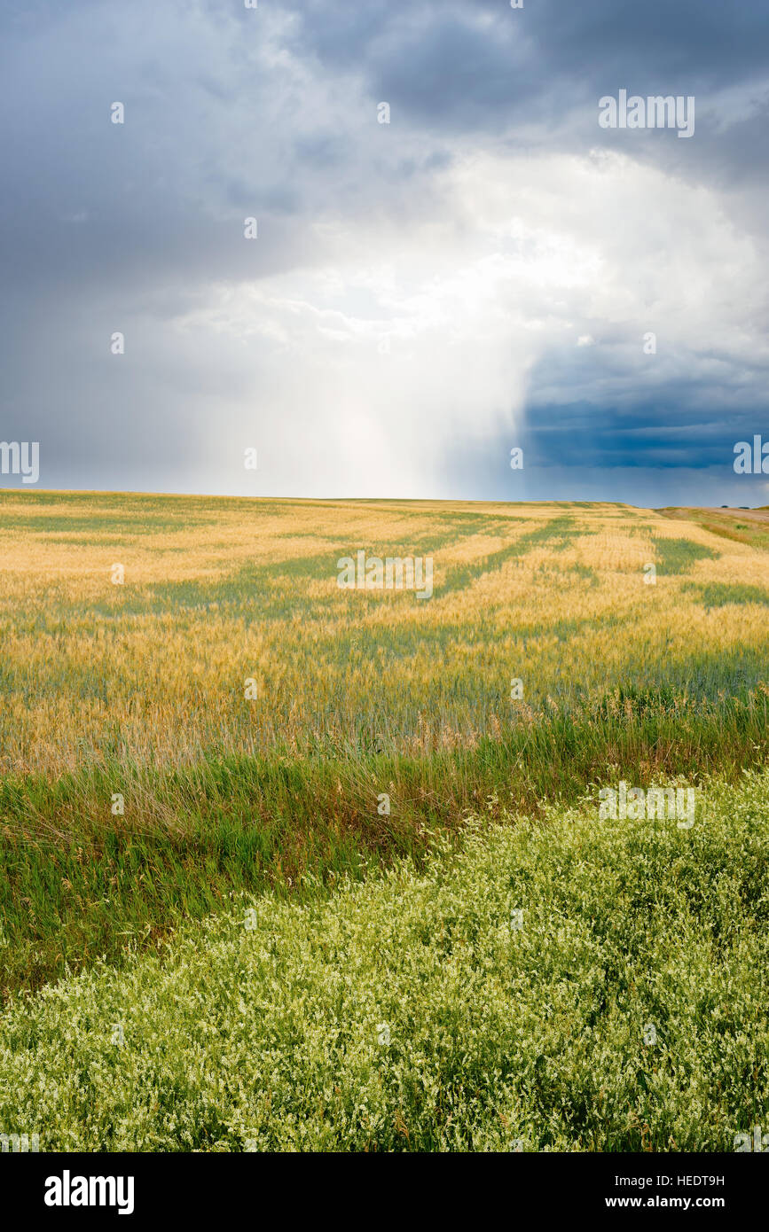 A stormy sky above farmers' fields in rural Saskatchewan, Canada Stock Photo