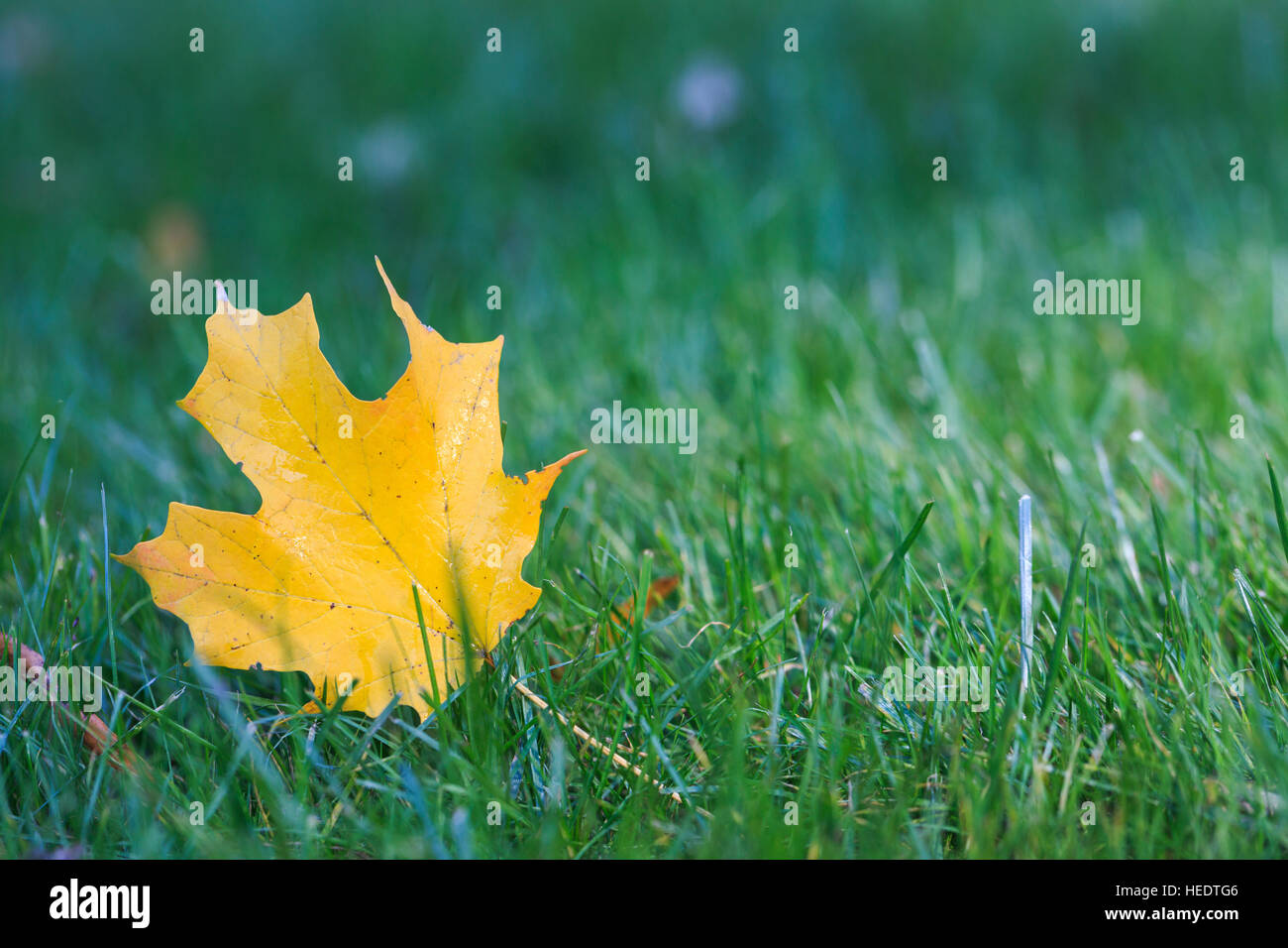 Yellow maple leaf on the grass close Stock Photo - Alamy
