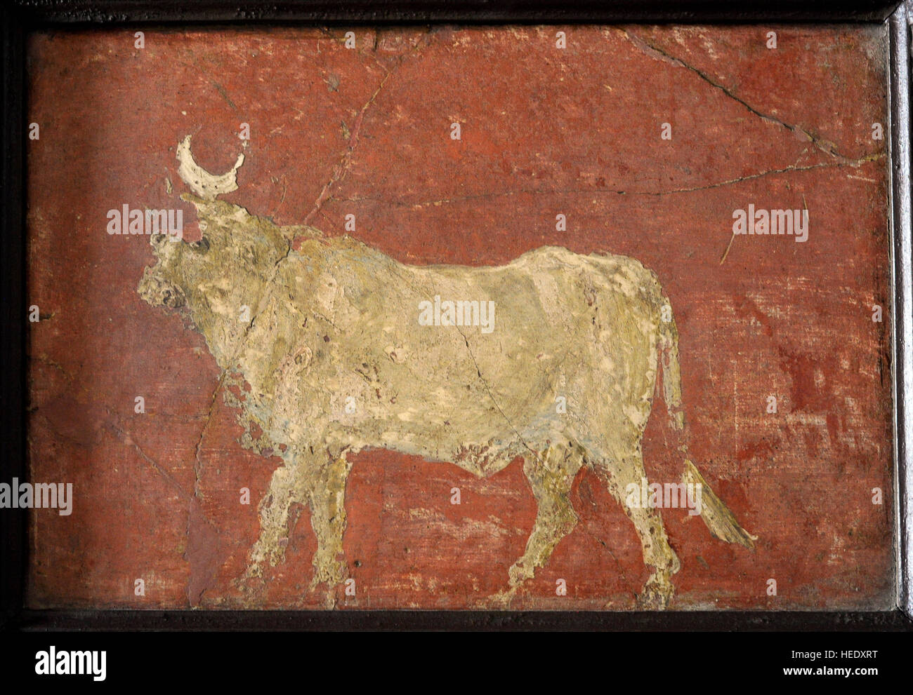 The Apis Bull with the crescent moon between its horns. 40-50 AD. Pompeii, Insula Occidentalis. National Archaeological Museum, Naples. Italy. Stock Photo