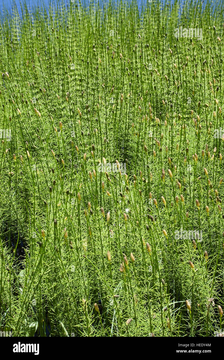 Equisetum fluviatile, water horsetail, Finland Stock Photo
