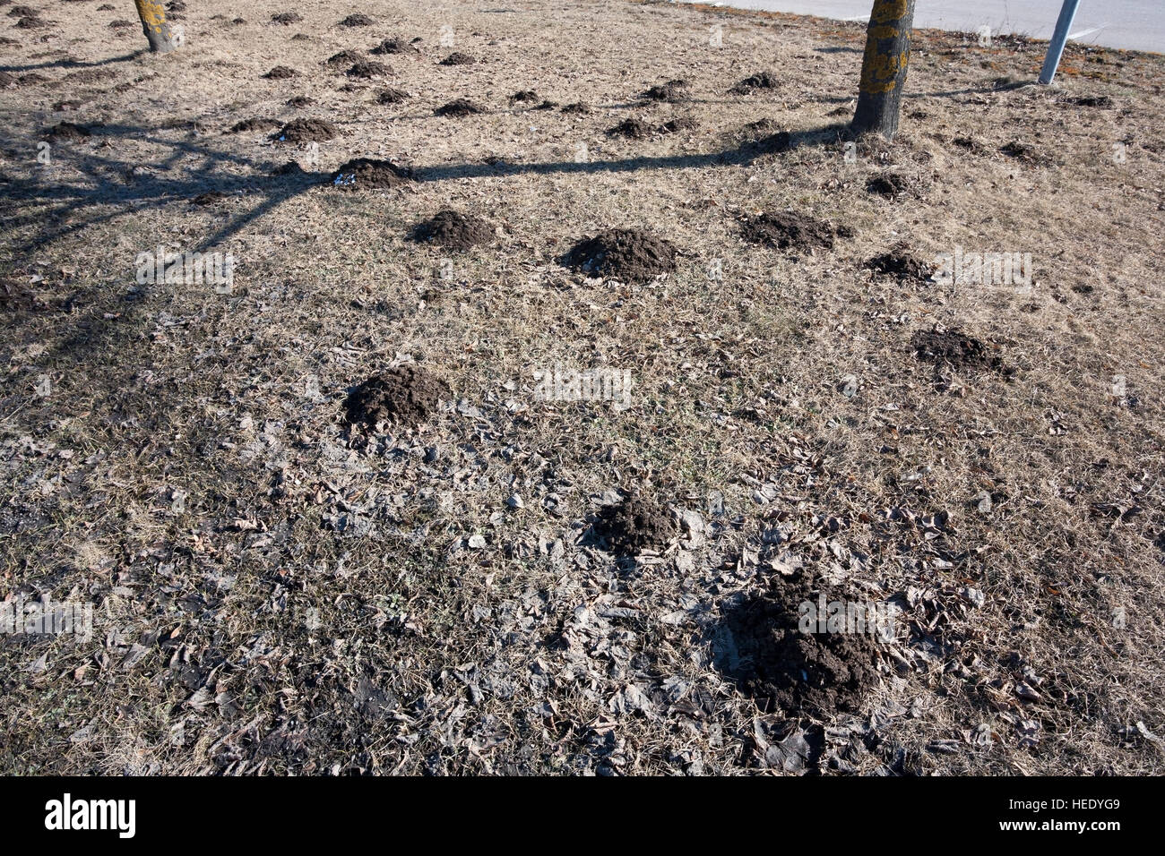 molehills at spring, Finland Stock Photo