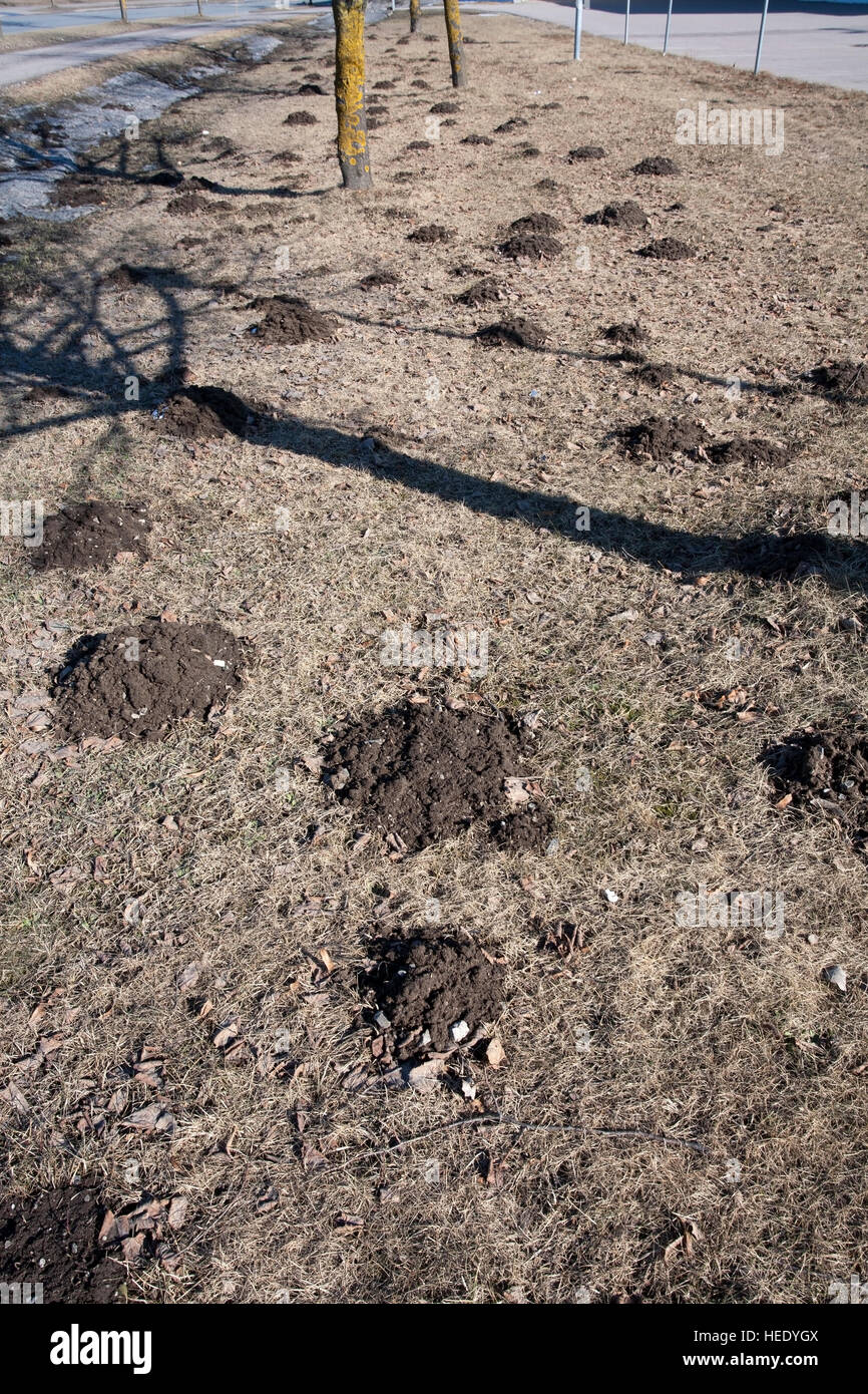 molehills at spring, Finland Stock Photo