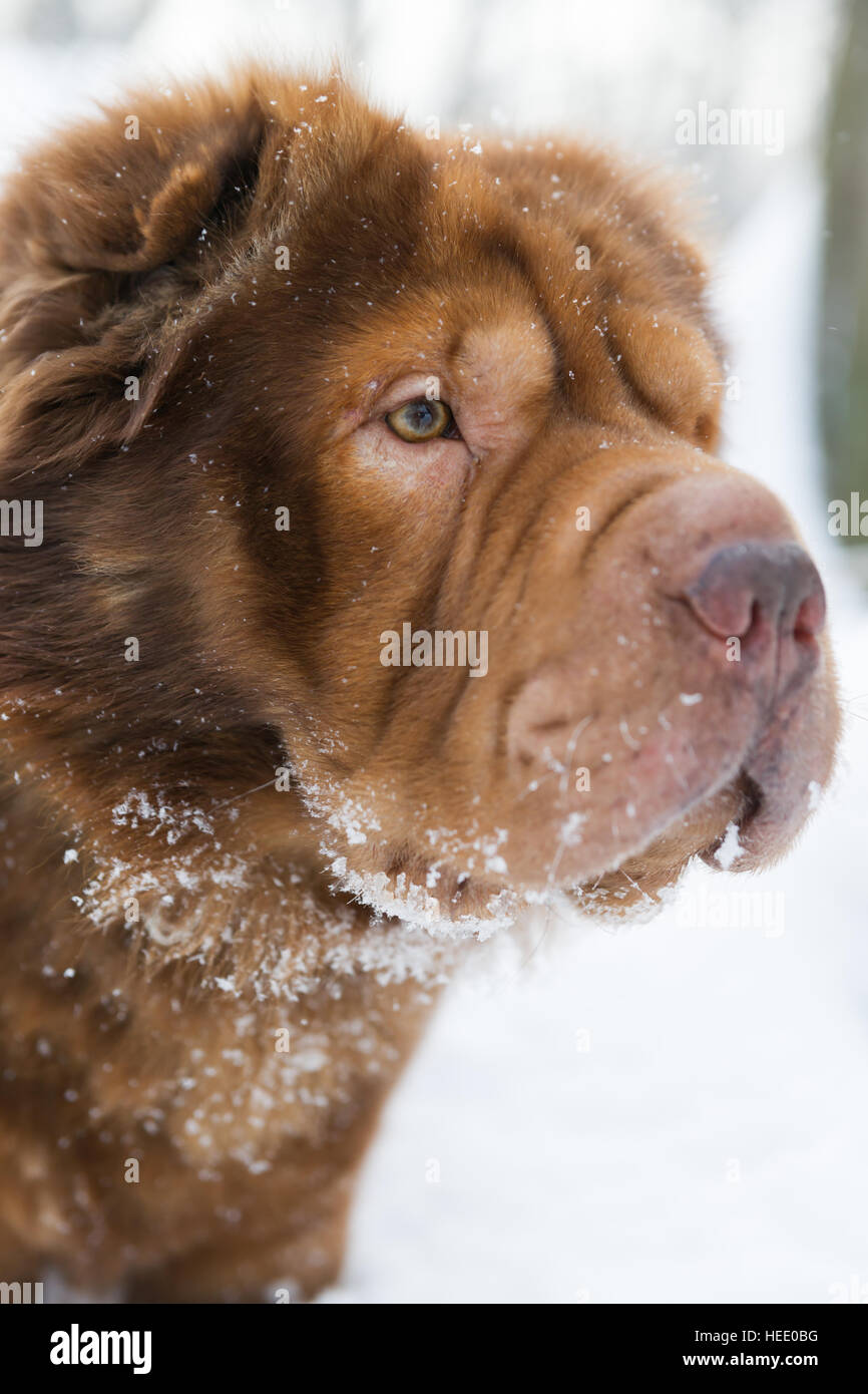 Dog portrait on snow background Stock Photo - Alamy
