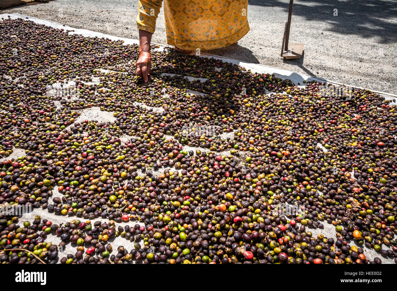 A woman drying Sumatran coffee cherries in the sun Stock Photo Alamy