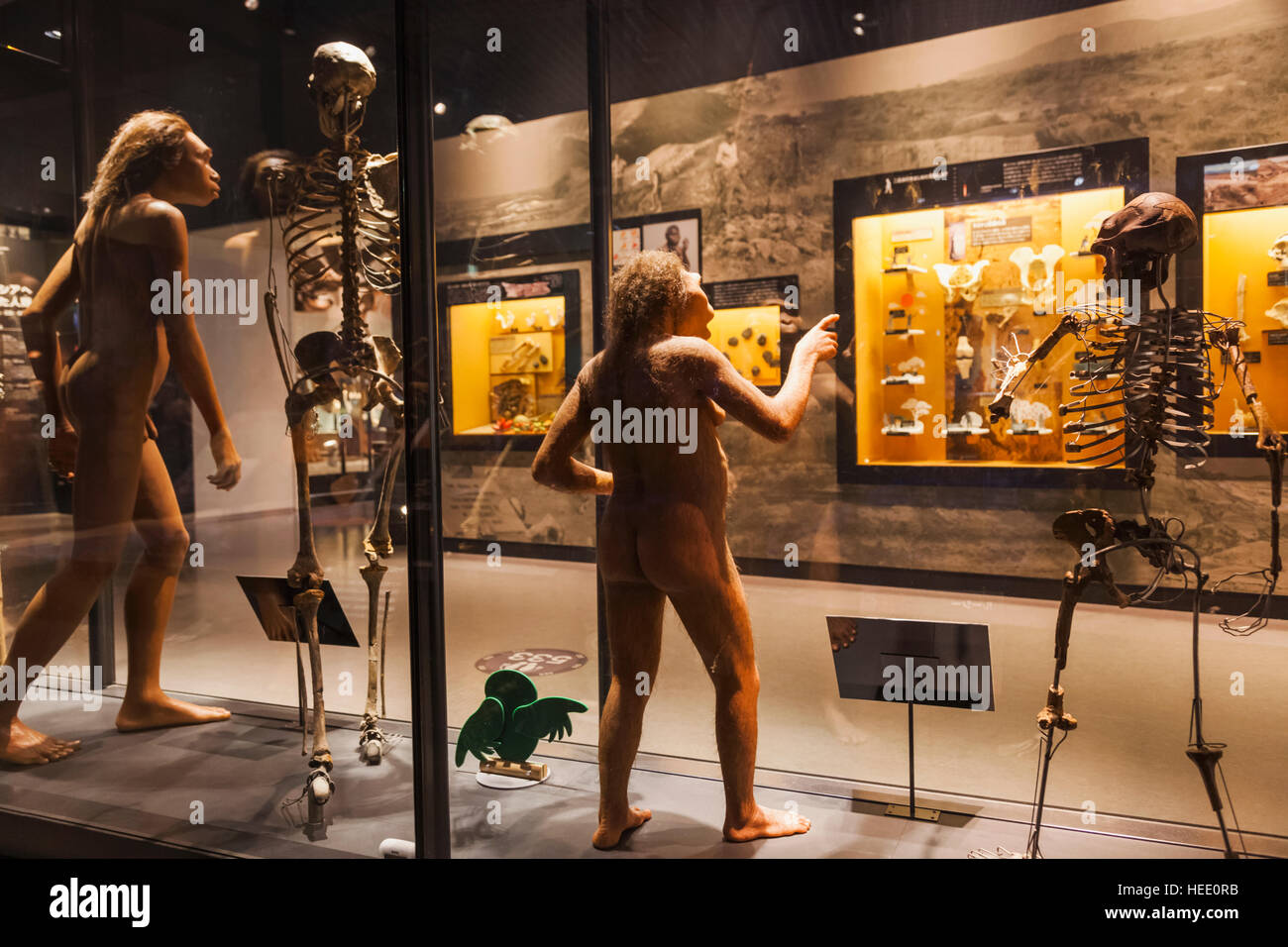 Japan, Honshu, Tokyo, Ueno Park, National Museum of Nature and Science, Exhibit depicting The Evolution of Mankind Stock Photo