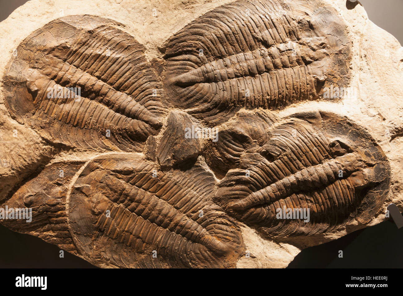 Japan, Honshu, Tokyo, Ueno Park, National Museum of Nature and Science, Exhibit of Asaphida Fossils Stock Photo