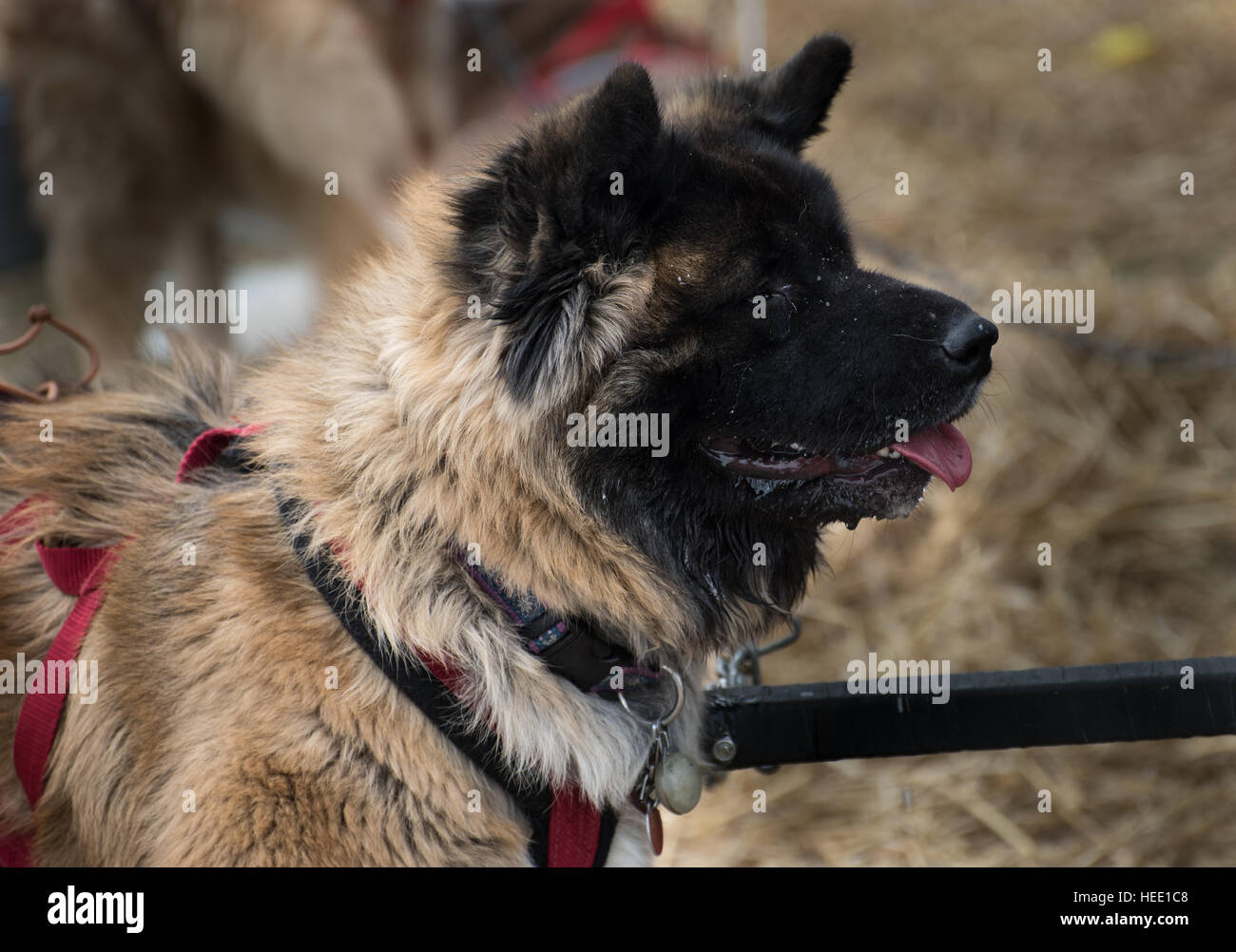 Chineese dog Stock Photo
