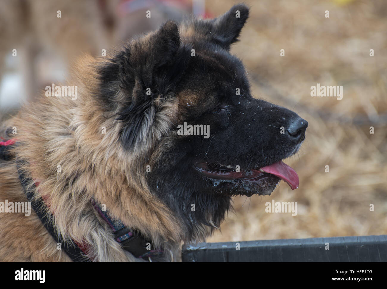 Chineese dog Stock Photo