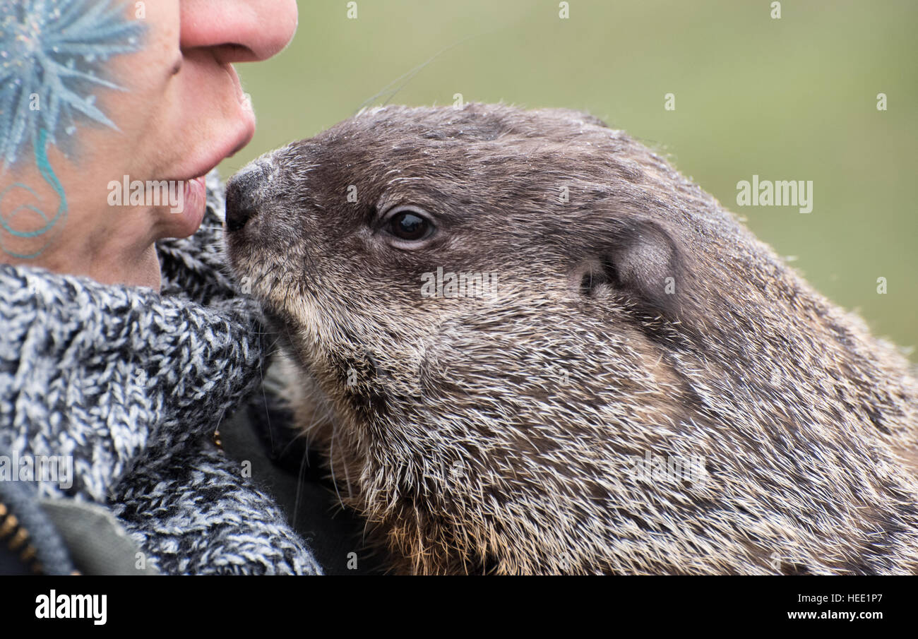 Pet Groundhog Stock Photo Alamy