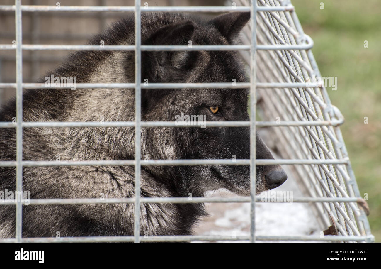 Wolf in a cage Stock Photo - Alamy
