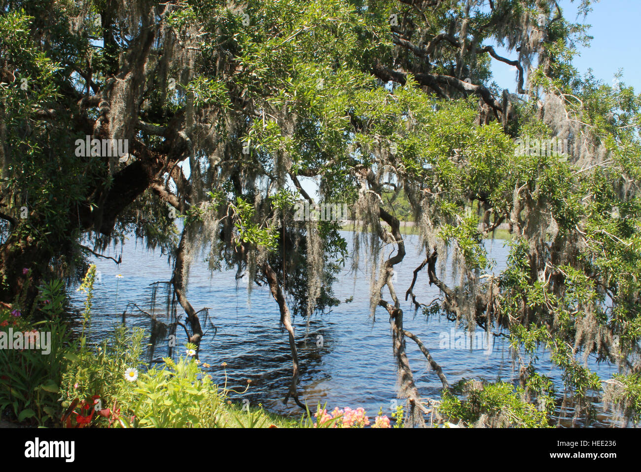 Oak tree spanish moss hires stock photography and images Alamy