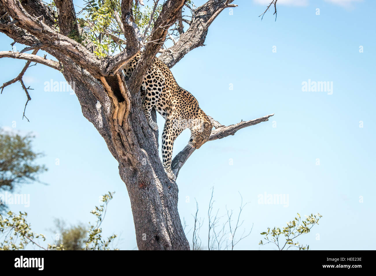 Leopard on the tree in the Kruger Leopard coming down from a tree in ...