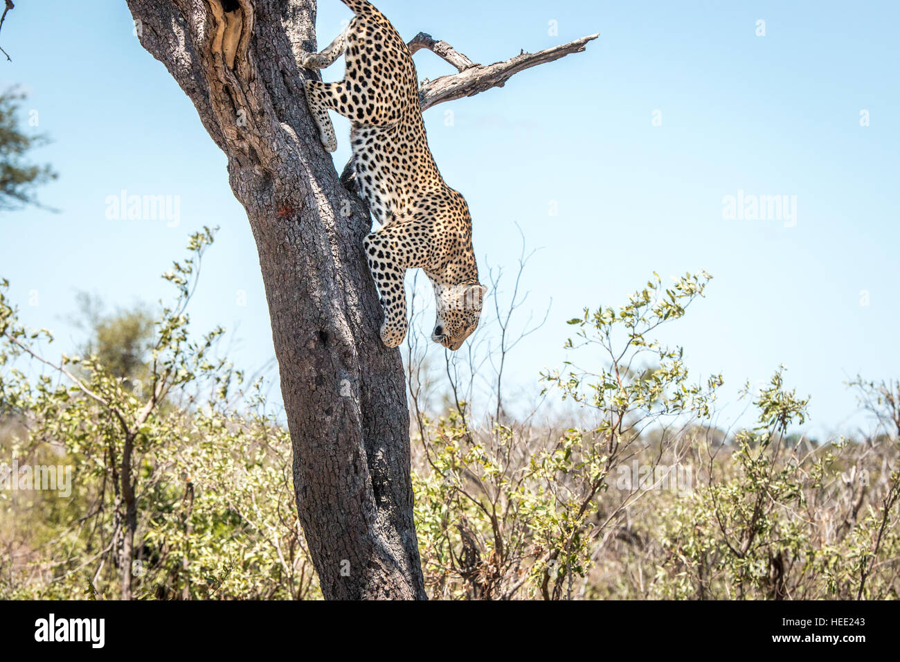 Leopard coming down from a tree in the Kruger National Park, South ...