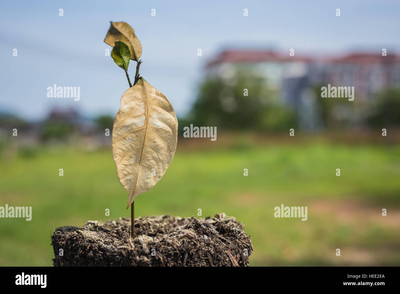 Dead young plant in dry soil on green blur background. Environment