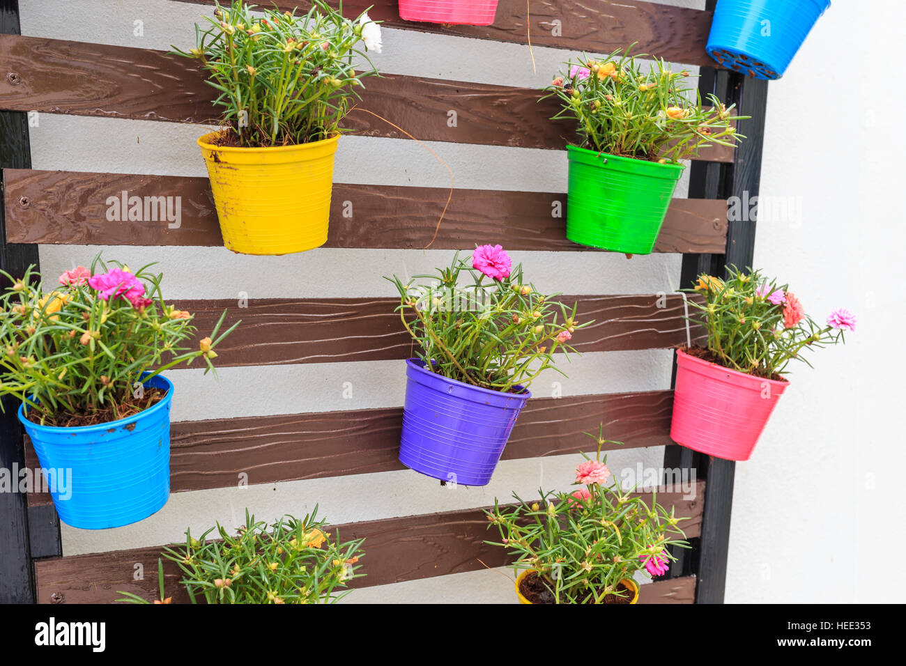 Portulaca oleracea in color planter box hanging on wooden wall. Garden decoration Stock Photo