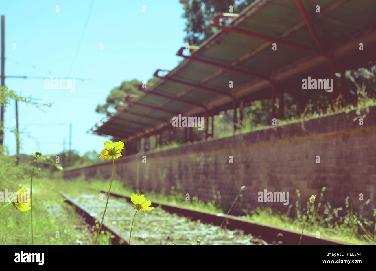 Abandoned railroad overgrown weeds hi-res stock photography and images ...