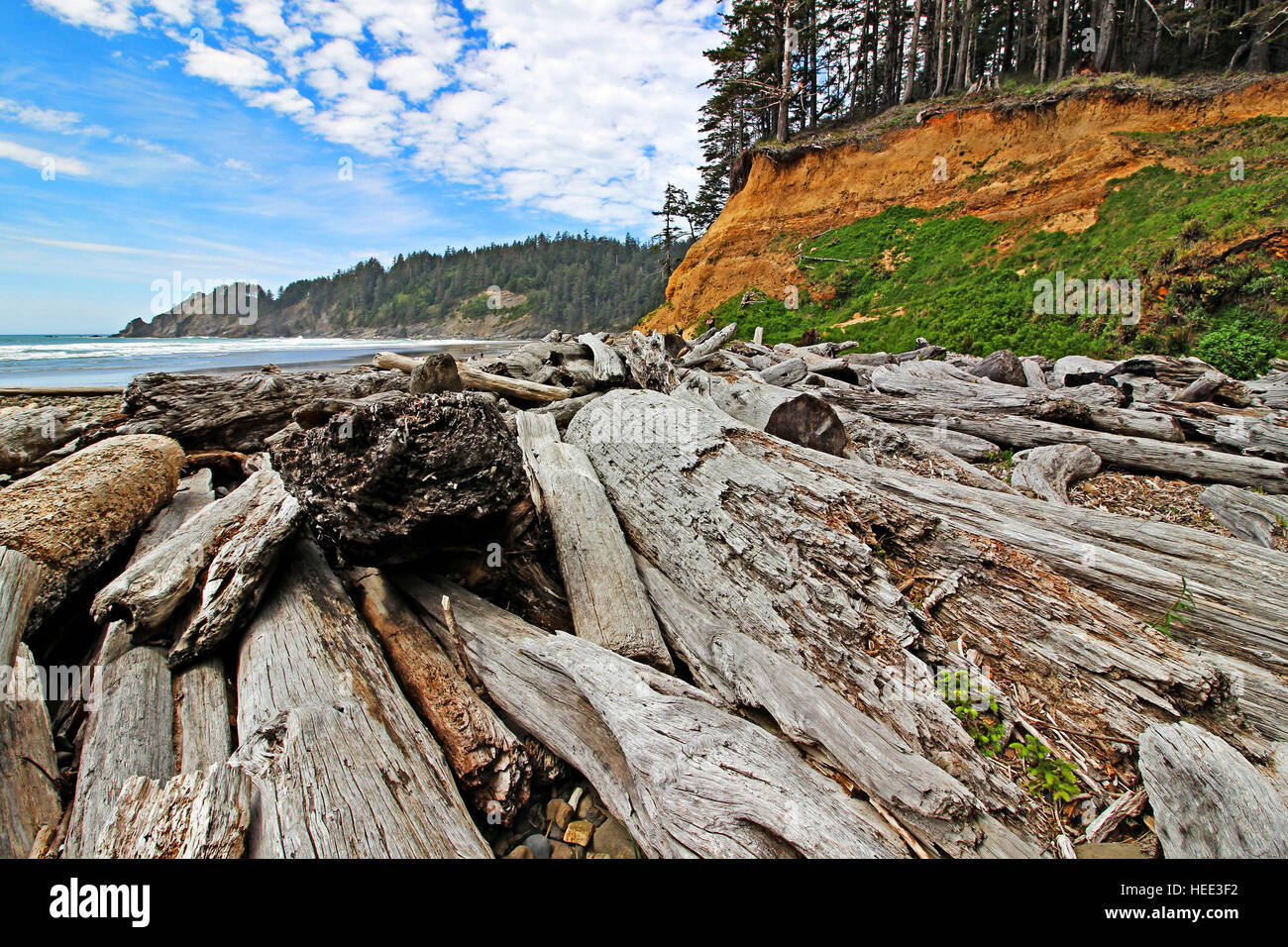 Drift Logs on Oregon Pacific Coast, Oswald West State Park, Short Sand Beach Stock Photo