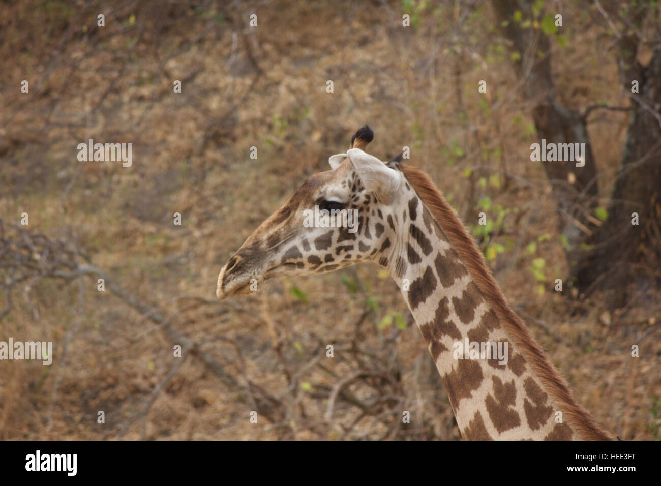 Giraffe Close Up Stock Photo