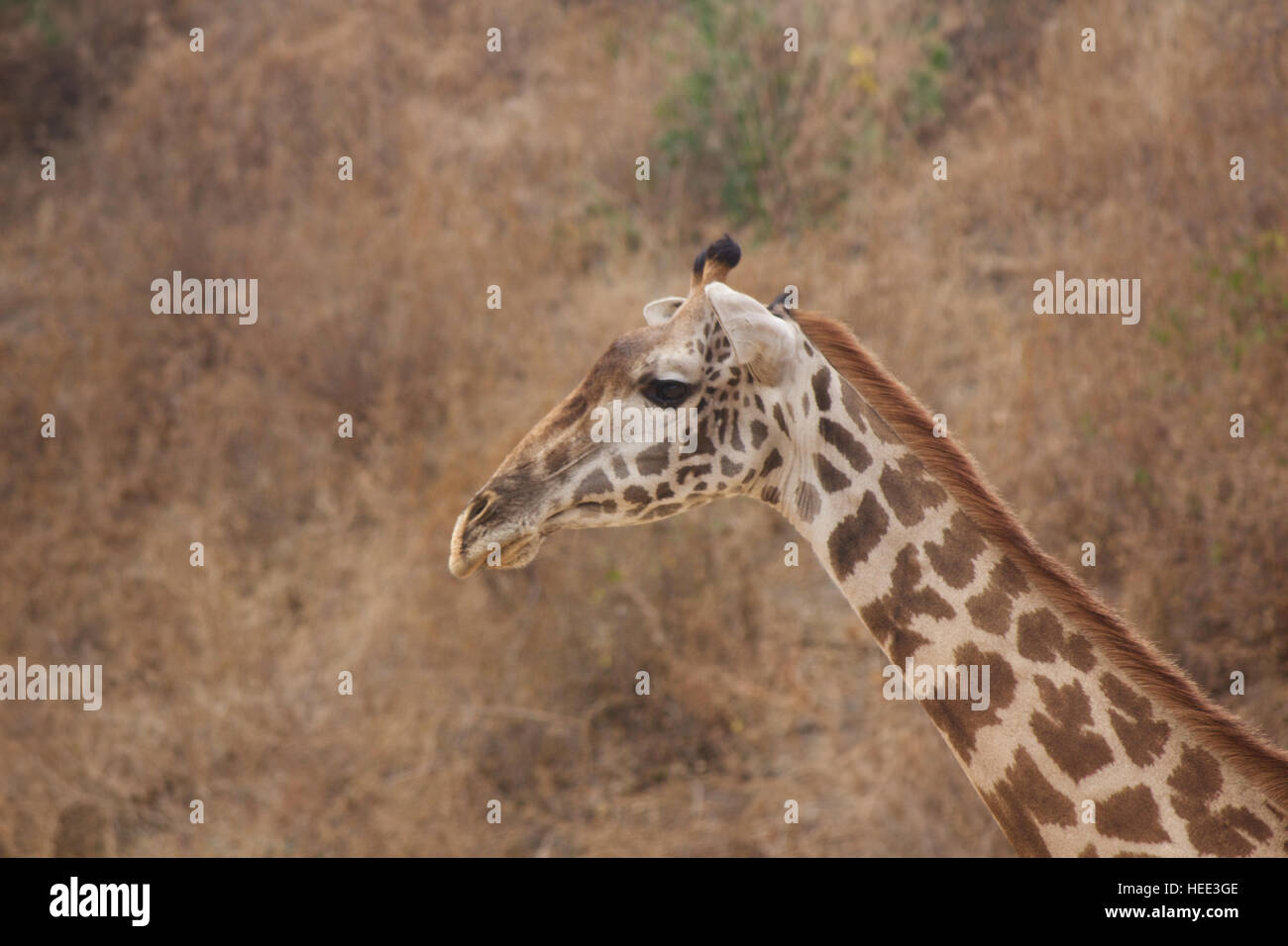 Giraffe Close Up Stock Photo