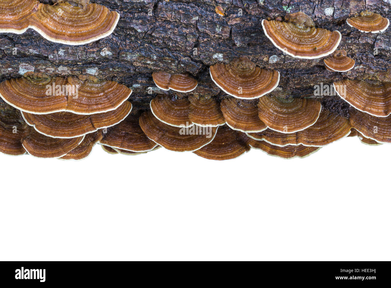 Macro wet brown bracket fungus on wood isolated on white background. Saved with clipping path Stock Photo