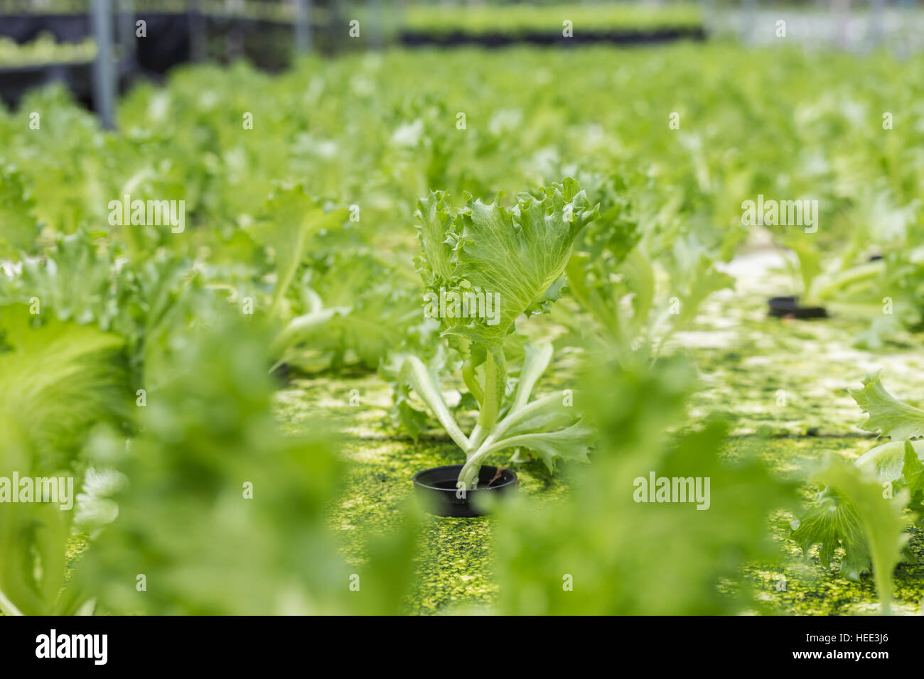 Young Fresh Spring Organic Hi res Stock Photography And Images Alamy young-fresh-spring-organic-hi-res-stock-photography-and-images-alamy