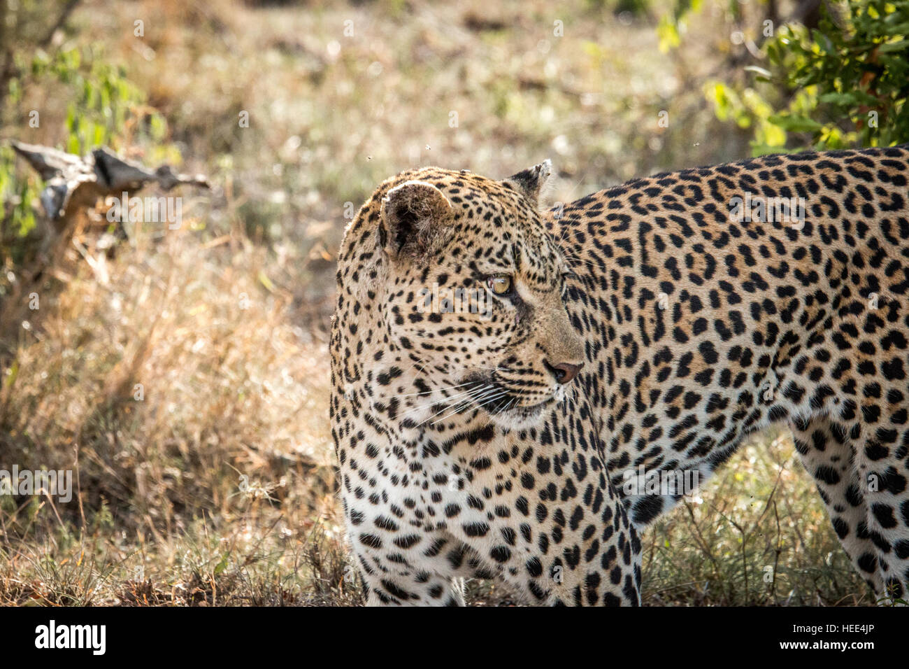 Close up of a Leopard in the Kruger National Park, South Africa Stock ...
