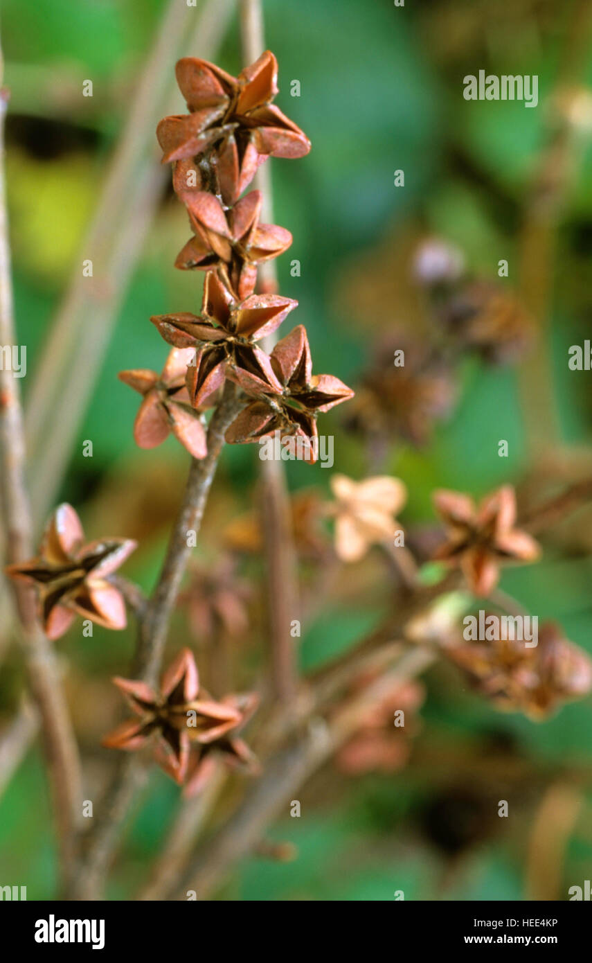Exchorda seed pods, Stock Photo