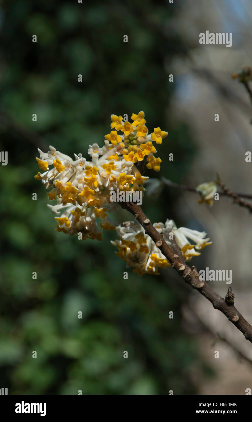 Edgeworthia papyrifera, Paper Plant, Edgeworthia crysantha Stock Photo