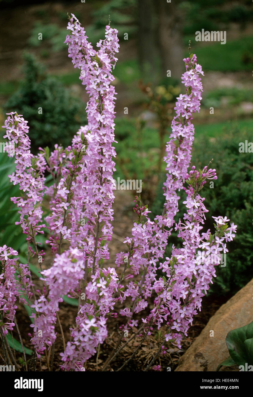 Daphne mezereum, Winter daphne, stem, closeup Stock Photo