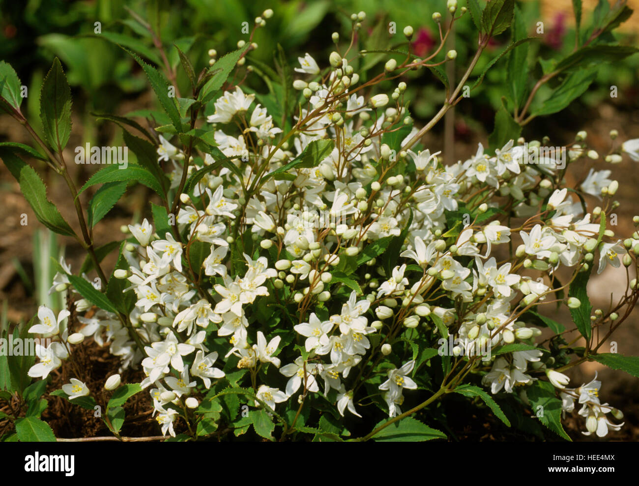 Deutzia gracilis ' Nikko' Stock Photo