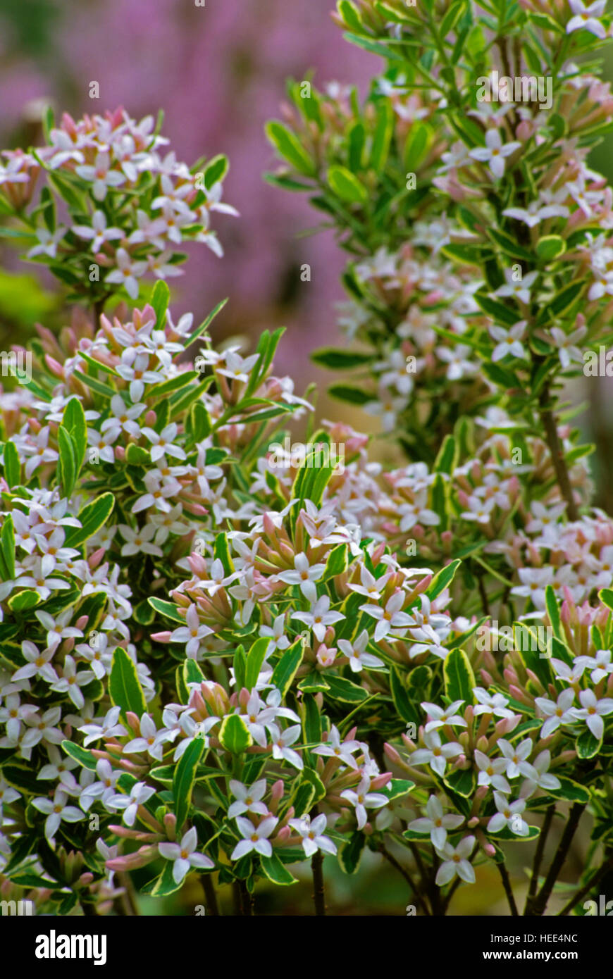 Daphne × burkwoodii 'Carol Mackie' Stock Photo