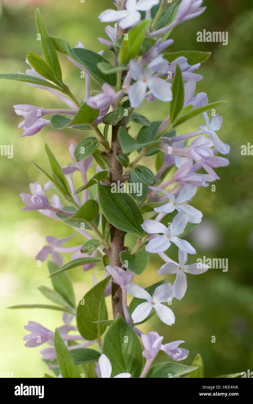 Daphne mezereum, Winter daphne, Stock Photo